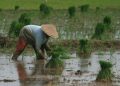Menteri ATR BPN Tegaskan Kepala Daerah Tidak Boleh Alih Fungsi Lahan Pertanian Sembarangan