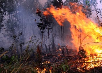 15 Titik Api Terpantau di Kaltim Menurun Drastis