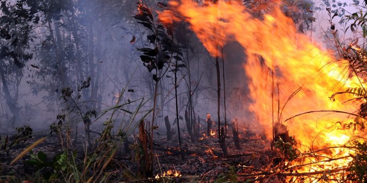15 Titik Api Terpantau di Kaltim Menurun Drastis