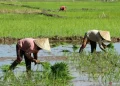 Kaltim Tingkatkan Produksi Pangan Antisipasi Krisis dengan Tiga Daerah Prioritas