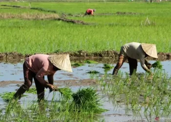 Kaltim Tingkatkan Produksi Pangan Antisipasi Krisis dengan Tiga Daerah Prioritas