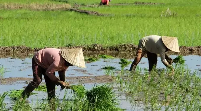 Kaltim Tingkatkan Produksi Pangan Antisipasi Krisis dengan Tiga Daerah Prioritas