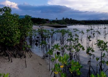 Mangrove Kaltim Berkurang: Dari 950 Ribu Hektare Menjadi 174 Ribu Hektare