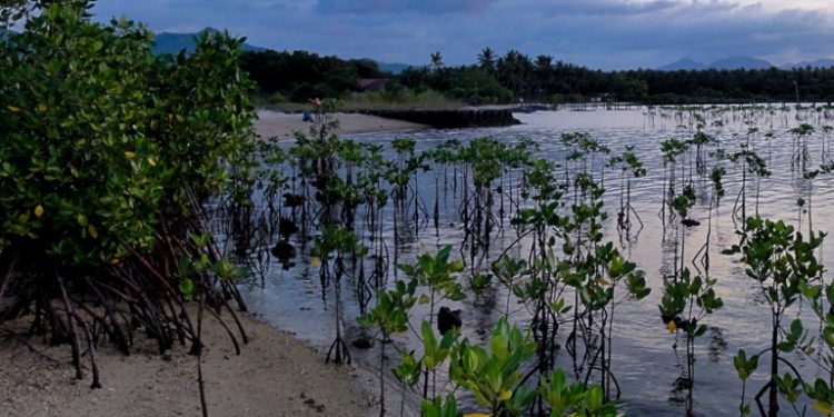 Mangrove Kaltim Berkurang: Dari 950 Ribu Hektare Menjadi 174 Ribu Hektare