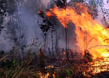 Pengawasan Karhutla Diperketat oleh Pemerintah lewat Teknologi dan Sanksi Tegas