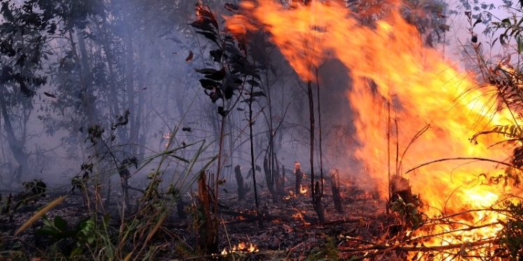 Pengawasan Karhutla Diperketat oleh Pemerintah lewat Teknologi dan Sanksi Tegas