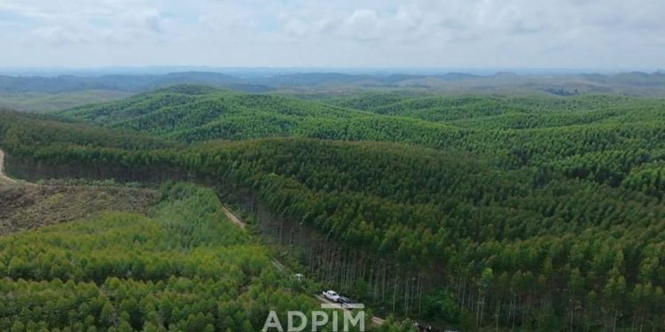 Jembatan Kaca dan Lapangan Golf Pemandangan Gunung Meratus Destinasi Wisata Baru IKN