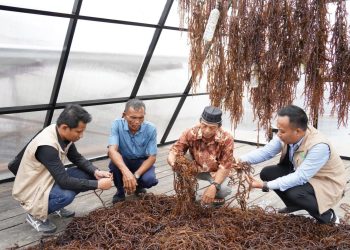Sentra Rumput Laut Modern Tihi-Tihi Dorong Produktivitas Hingga 6 Ton