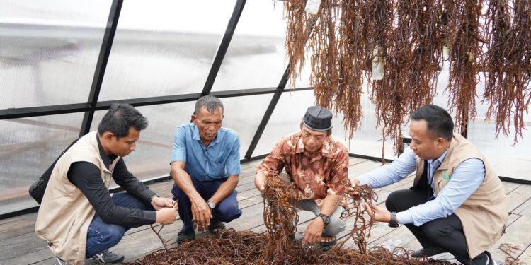 Sentra Rumput Laut Modern Tihi-Tihi Dorong Produktivitas Hingga 6 Ton